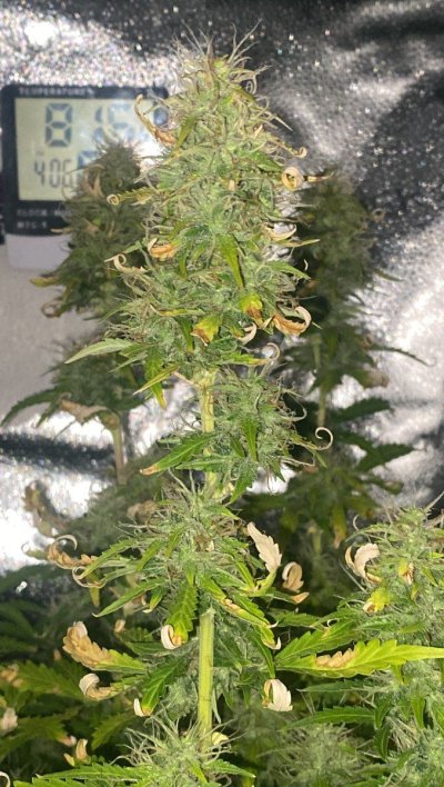 8-weeks-in-3-more-weeks-untill-harvest.jpeg