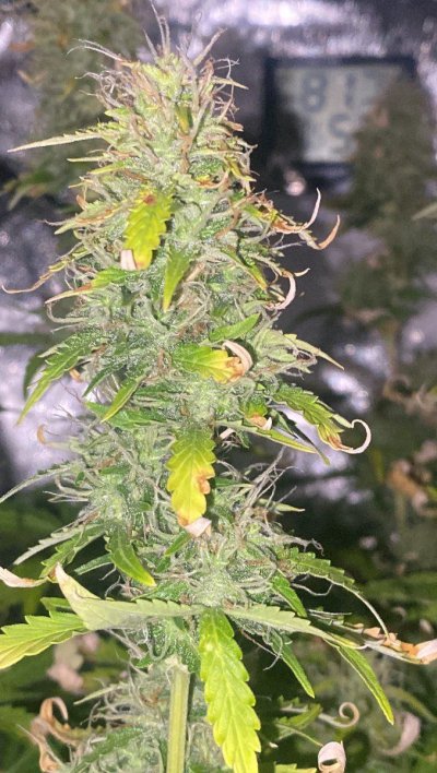 8-weeks-in-3-more-weeks-untill-harvest-5.jpeg