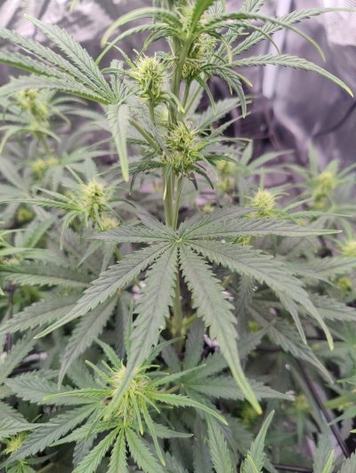 Leaf tips turned light green