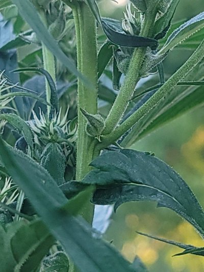 help-identifying-malefemale-plants-7.jpg
