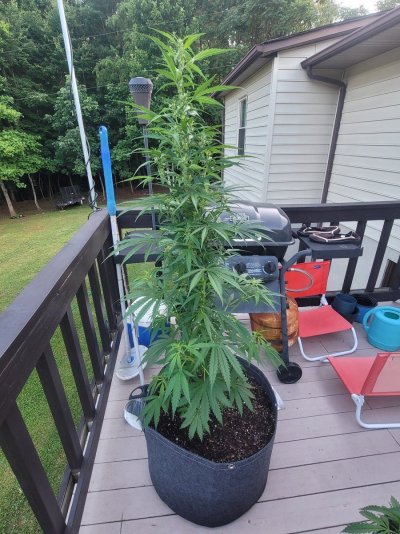 Help identifying male/female plants.