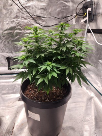 Leaves curling with a yellowish and glossy looking tint