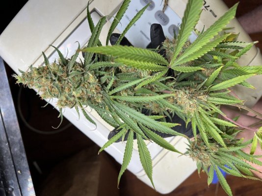 First post! 1600w DTW winter grow