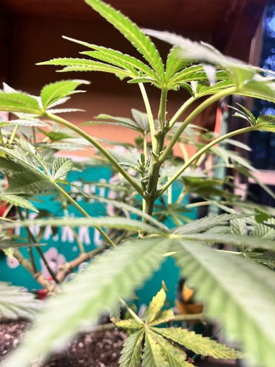 Did I screw this plant up beyond recovery?