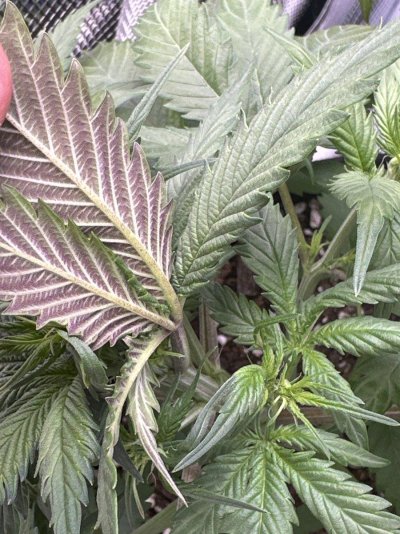 underside-of-leaves-turning-purplish-2.jpg