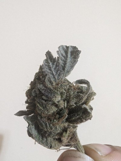 What Are You Smoking?