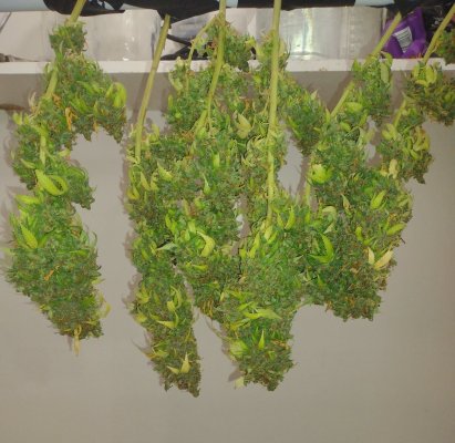 Pineapple express from g13 labs finishing