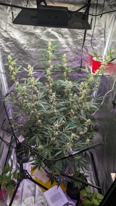 1st-run-auto-flower-outgrew-my-2x2x4-tent.jpg
