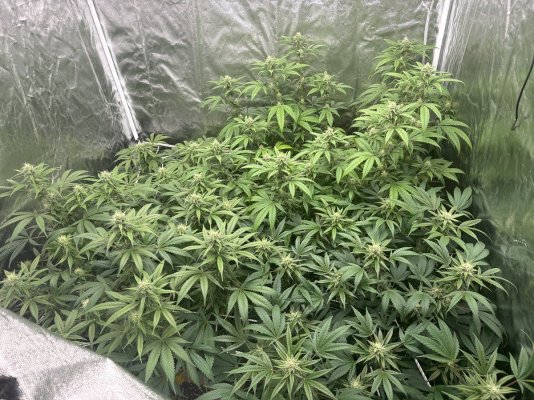 Plants in flower starting to decline