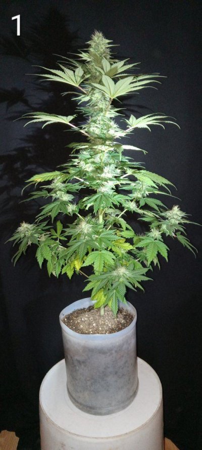 30 years since i was able to grow some weeds. i am now the proud parent of some beautiful girls....  :  )(  :