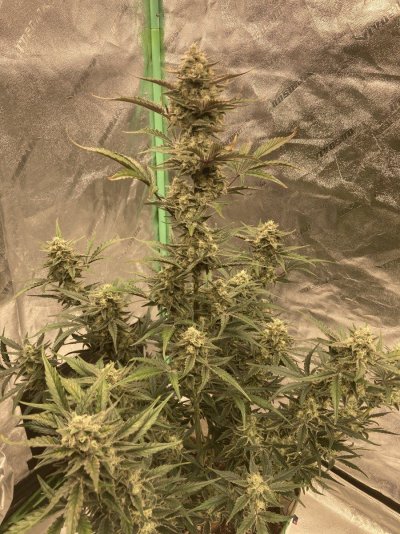 SG Wk 8.6 (2).JPG