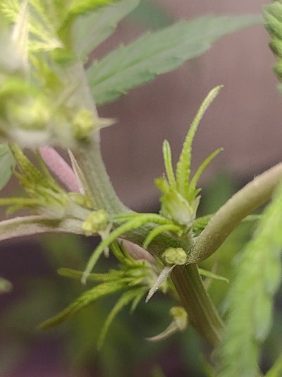 Male? Herm? Female? Any help is appreciated thank you