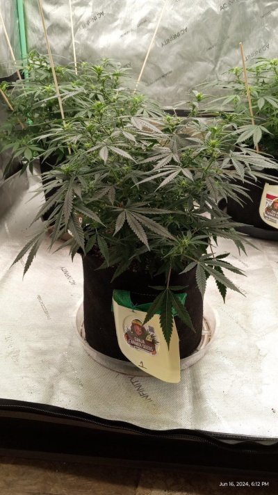 ganja farmer seeds ganja skunk ff