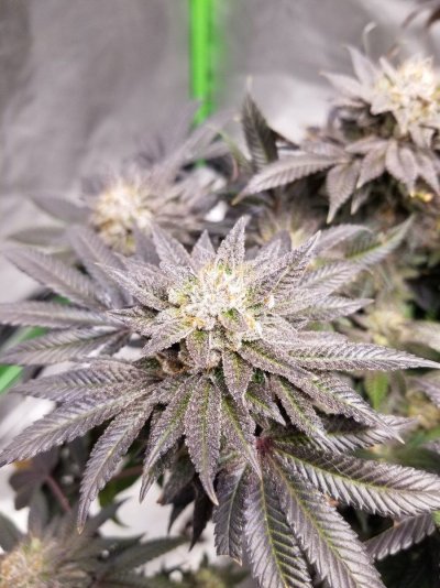 Let's See Your Frostiest Flowers