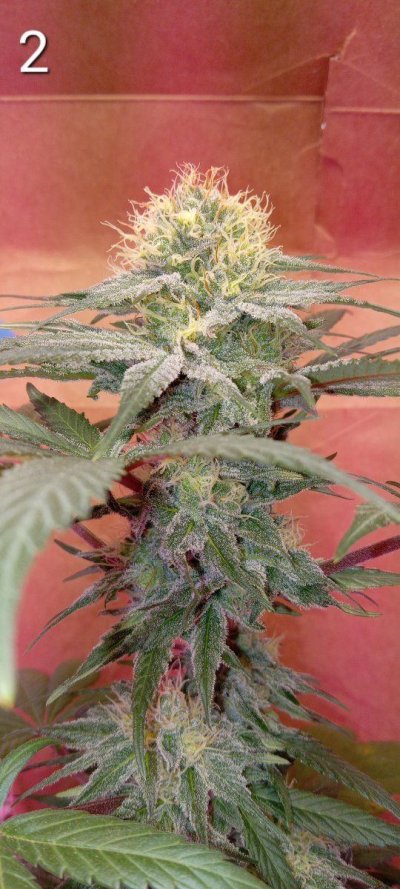 30 years since i was able to grow some weeds. i am now the proud parent of some beautiful girls....  :  )(  :