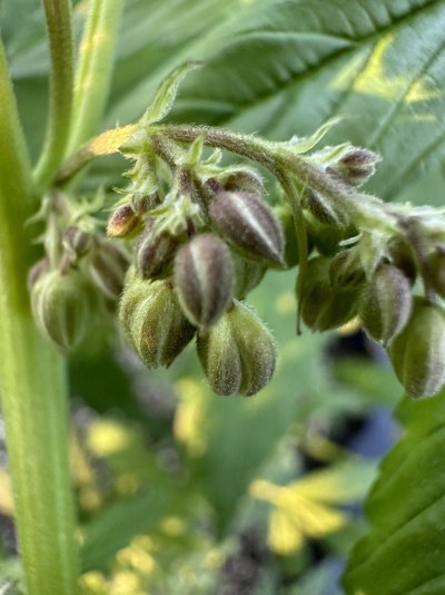 Monkey D Luffy’s: “2024 PNW Outdoor Grow” (Prime Season; Summer/Fall)