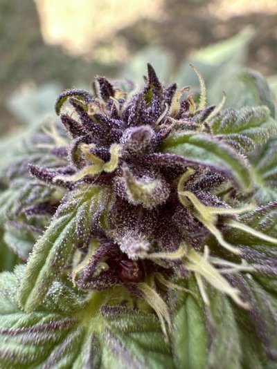 Monkey D Luffy’s: “2024 PNW Outdoor Grow” (Prime Season; Summer/Fall)