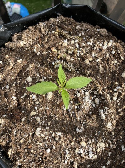 When to start feeding in Sunshine mix #4/promix HP?