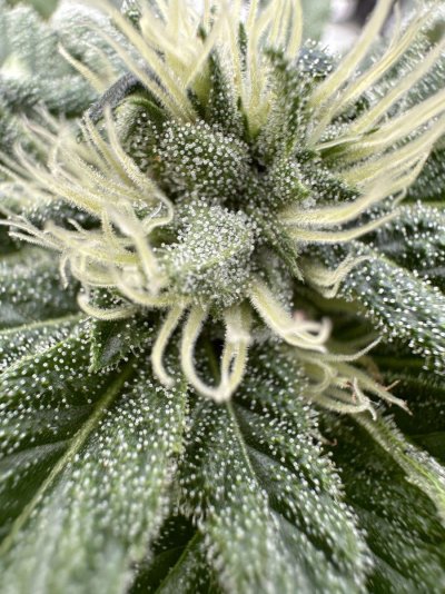 dutch-treat-5-bellingham-wa-cut-3.jpeg