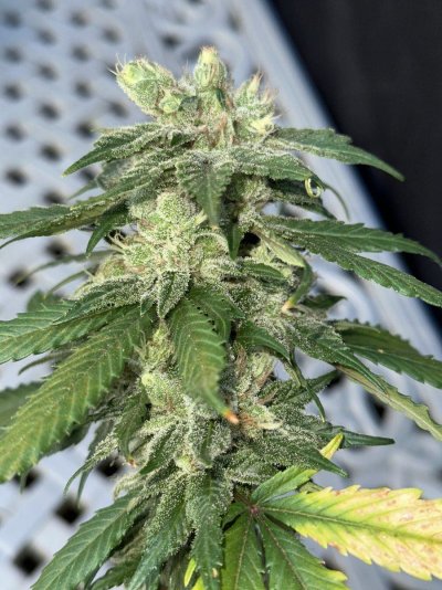 Dutch Treat 5 (Bellingham WA Cut)