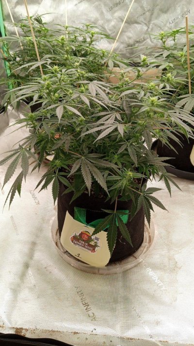 ganja farmer seeds ganja skunk ff