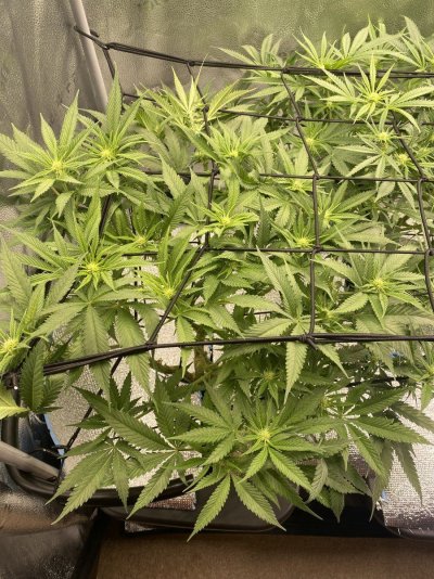 first-grow-for-over-20yrs--first-scrog-2.jpeg
