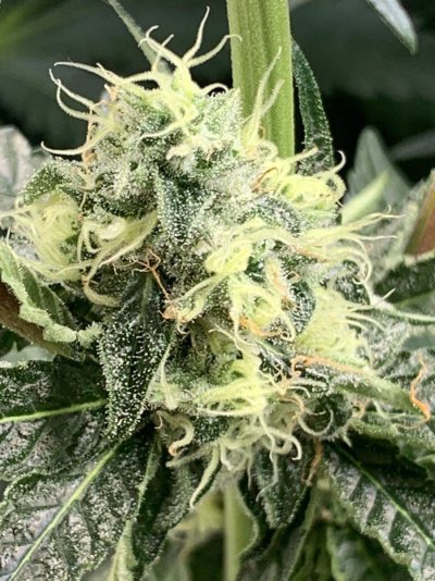 Little update. Week 5 autos. Week 3 photo. Had to cram the other photo in too. But feels like I’m back!