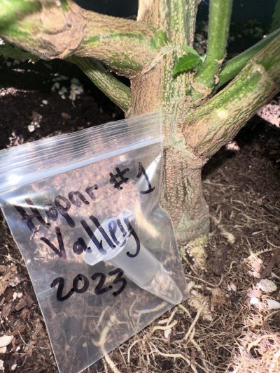 [Test Grow] “Hopar Valley 1 (2023 Collection)” for Sovereign Farmers & Xochitls Seeds