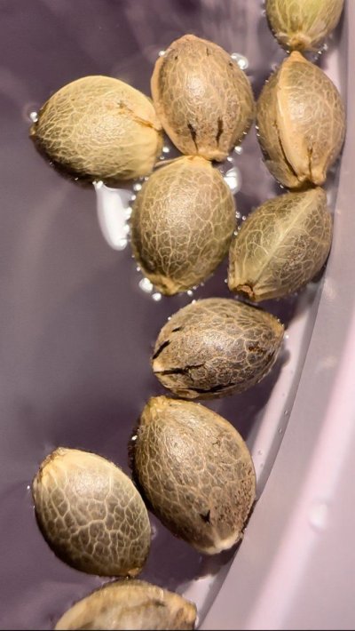 [Test Grow] “Hopar Valley 1 (2023 Collection)” for Sovereign Farmers & Xochitls Seeds