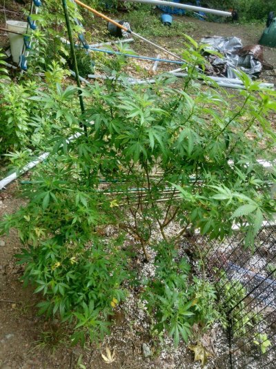 Needs some help please, organic