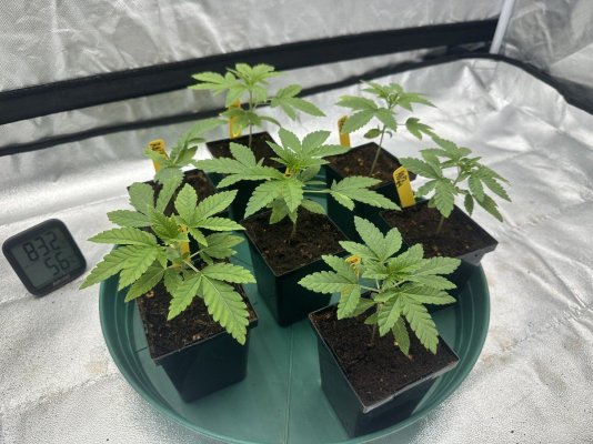 Rainbow Belts F2 Bred by Above Suspicion Genetics