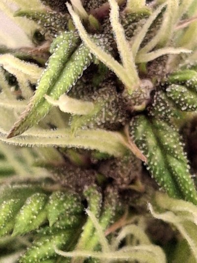 when-is-she-ready-to-be-harvested-2.jpg