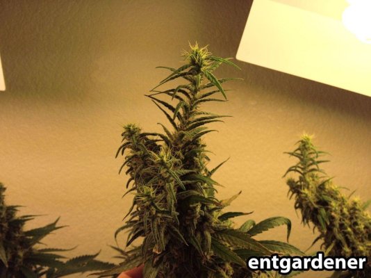when is she ready to be harvested
