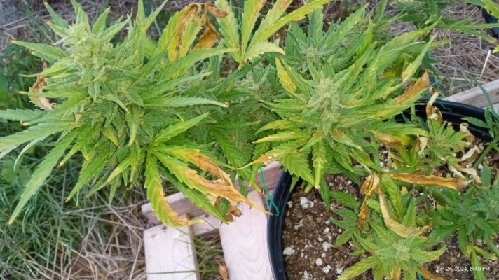 fast buds gorilla cookie auto's outside