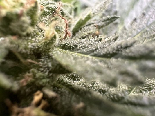 are-any-of-the-pics-good-enough-to-tell-if-im-ready-to-harvest-3.jpg