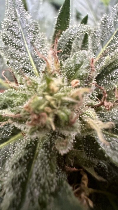 are-any-of-the-pics-good-enough-to-tell-if-im-ready-to-harvest-5.jpg