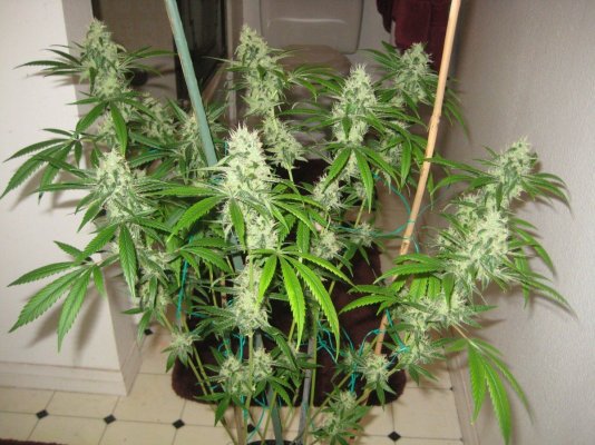 Hortilab "SourAmnesia" Paulycali "Rumble in the Jungle"