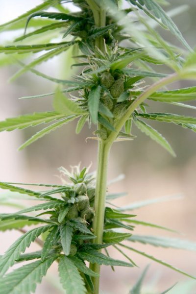 seeds006.jpg