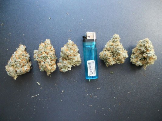 WIFI nugs 015.JPG