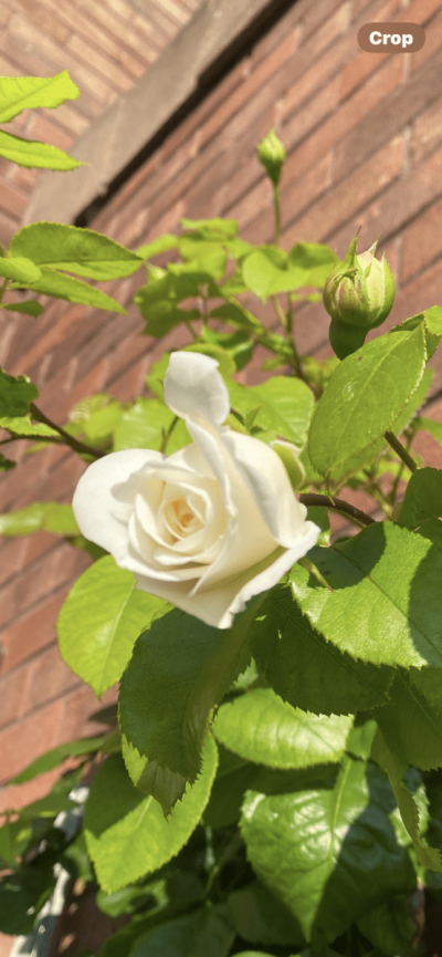 IMG_4414.png