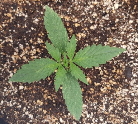 Need help - funny looking seedlings