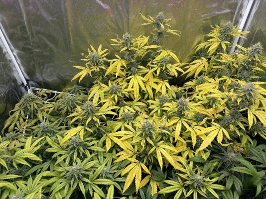Trouble in week 4 of flower
