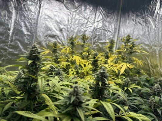 Trouble in week 4 of flower