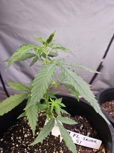 FL Skunk s1 #1.jpg