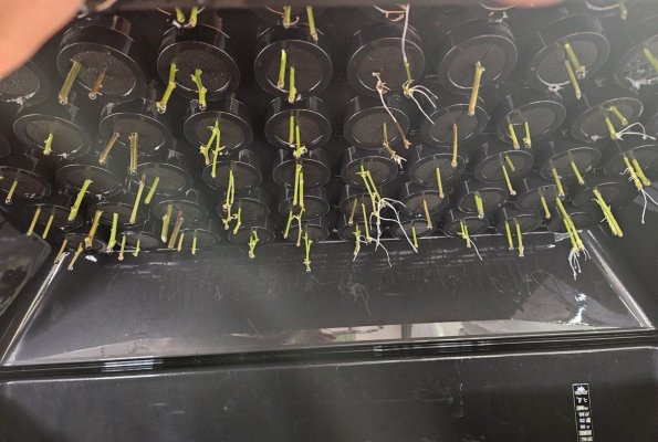Skunk rooting.jpg