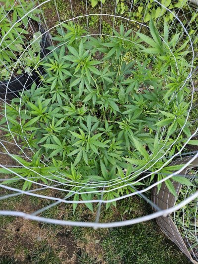 She’s revegging, what to expect??