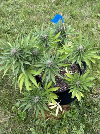 IMG_0600.jpeg