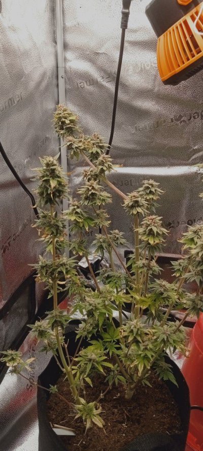 Auto in the last stages.