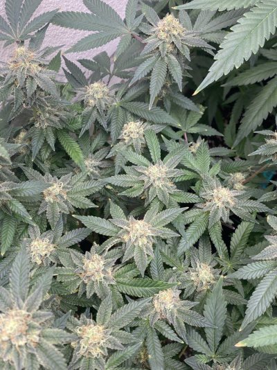 IMG_6166.jpeg