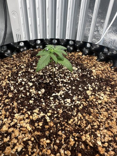 original-blueberry-fast-buds-auto-2.jpeg
